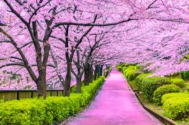 Cherry Blossom 1