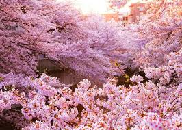 Cherry Blossom 4