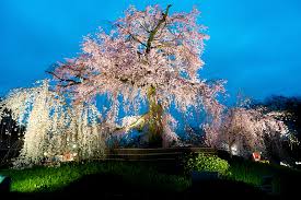 Cherry Blossom 4