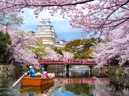 Cherry Blossom 4