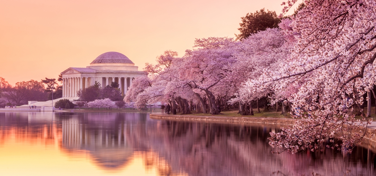 Cherry Blossom 2