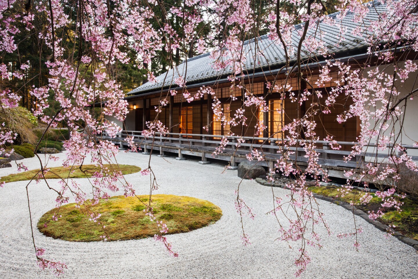 Cherry Blossom 3