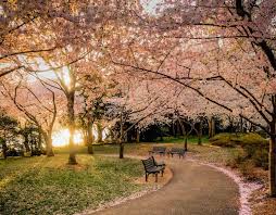 Cherry Blossom 4