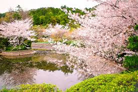 Cherry Blossom 4