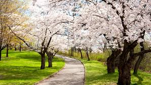 Cherry Blossom 4
