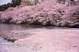 Cherry Blossom 4
