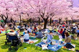 Hanami Picnic