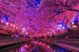 Cherry Blossom Night